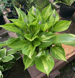 Хоста &laquo;Колоред Халк&raquo;