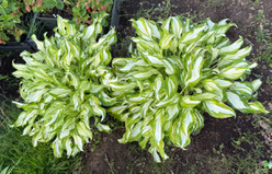 Хоста &laquo;Медиовариегата&raquo;