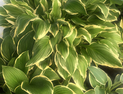 Хоста &laquo;Моерхейм&raquo;