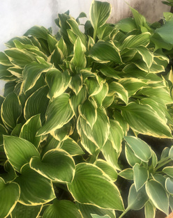 Хоста &laquo;Моерхейм&raquo;