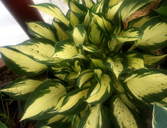 Хоста &laquo;Морнинг Стар&raquo;