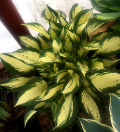 Хоста &laquo;Морнинг Стар&raquo;