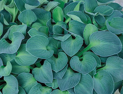 Хоста &laquo;Блю Маус Иэрз (Мышиные ушки)&raquo;