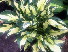 Хоста &laquo;Пасфайндер&raquo;