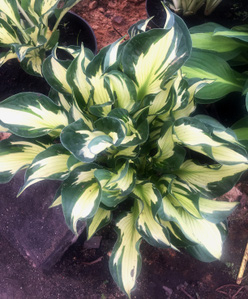 Хоста &laquo;Пасфайндер&raquo;