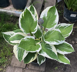 Хоста &laquo;Патриот&raquo;