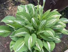 Хоста &laquo;Снейк Айз&raquo;