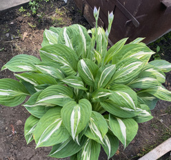 Хоста &laquo;Снейк Айз&raquo;