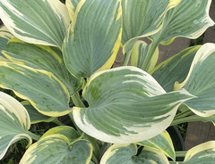 Хоста &laquo;Тамбурин&raquo;