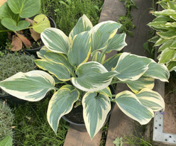 Хоста &laquo;Тамбурин&raquo;