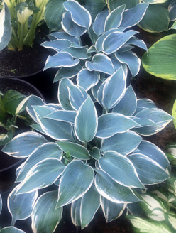 Хоста &laquo;Блю Айвори&raquo;