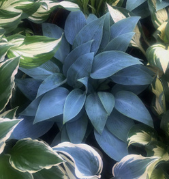 Хоста &laquo;Халцион&raquo;