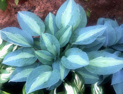 Хоста &laquo;Джун&raquo;