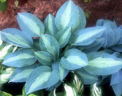 Хоста &laquo;Джун&raquo;