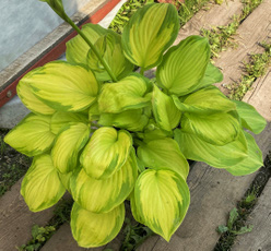 Хоста &laquo;Голд Стандарт&raquo;