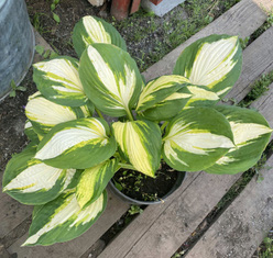 Хоста &laquo;Колор Фестиваль&raquo;