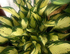 Хоста &laquo;Морнинг Стар&raquo;