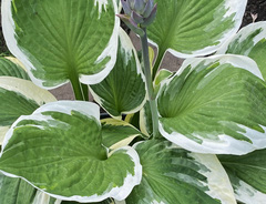 Хоста «Патриот»