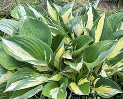 Хоста &laquo;Революшн&raquo;