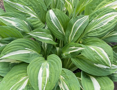 Хоста «Снейк Айз»