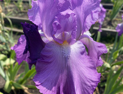 Ирис &laquo;Элегобал&raquo;