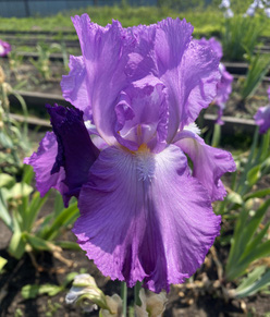 Ирис &laquo;Элегобал&raquo;