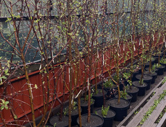 Крупномеры &laquo;Яблоня, груша (7–8-летние)&raquo;