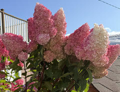 Гортензия &laquo;Ванилла Фрейз (Vanille Fraise)&raquo;