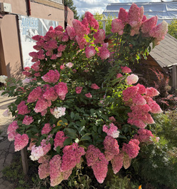 Гортензия &laquo;Ванилла Фрейз (Vanille Fraise)&raquo;