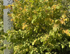 Крупномеры &laquo;Орехи (6–12-летние)&raquo;