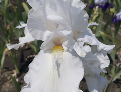 Ирис &laquo;Силвер Трампетс (Silver Trumpets)&raquo;