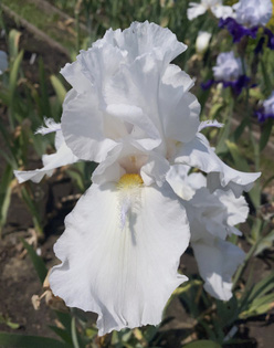 Ирис &laquo;Силвер Трампетс (Silver Trumpets)&raquo;