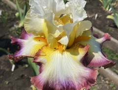 Ирис &laquo;Старшип Энтепрайз (Starship Enterprise)&raquo;