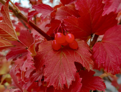 Крупномеры &laquo;Калина Бульденеж 6–12-летняя&raquo;