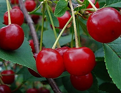 Крупномеры &laquo;Вишни 6–8-летние&raquo;