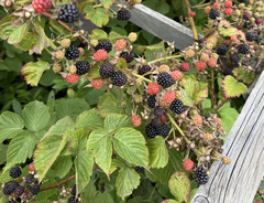 Ежевика &laquo;Эльдорадо (Eldorado)&raquo;