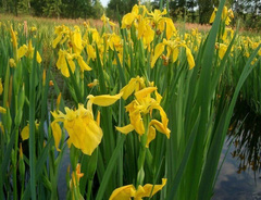 Ирис безбородый &laquo;Болотный&raquo;