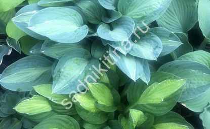 Хосты Джипси Роуз и Джун