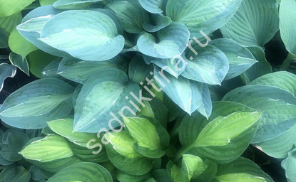 Хосты Джун и Джипси Роуз