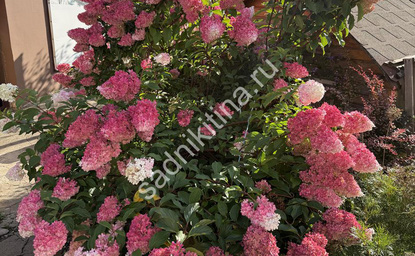 Ванилла Фрейз (фото сделано в августе 2025 г.)