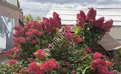 Ванилла Фрейз (сентябрь 2025 г.)