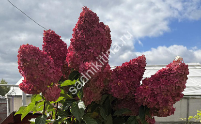 Ванилла Фрейз (сентябрь 2025 г.)