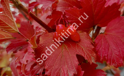 Листва калины Бульденеж в осенний период